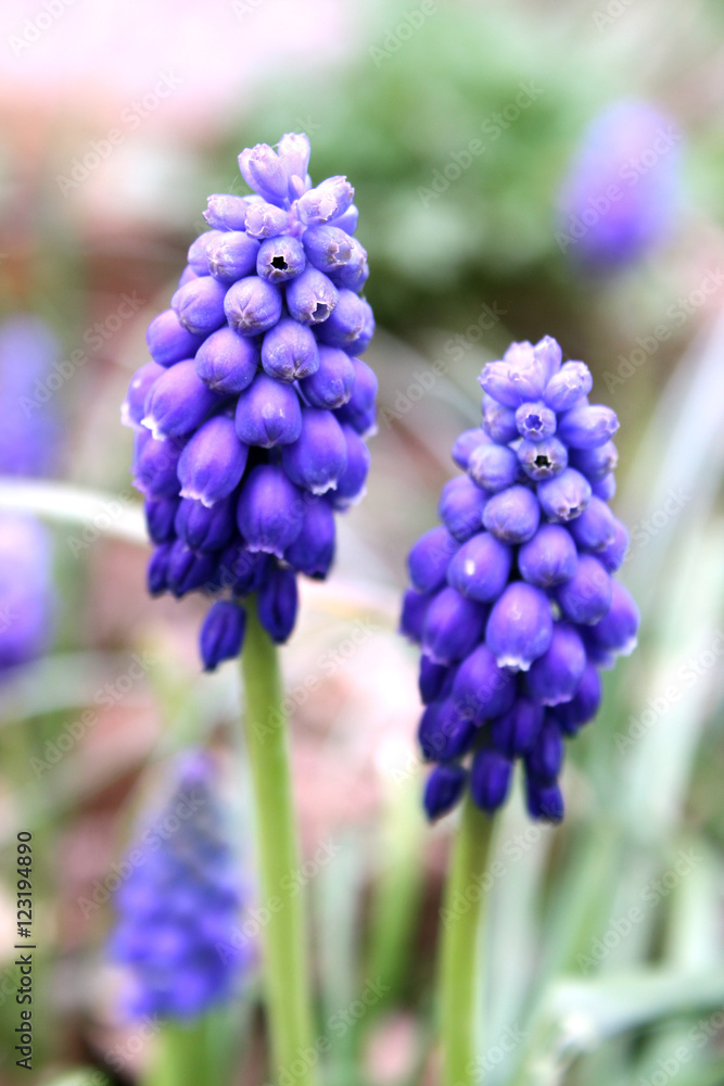 Two tender grape hyacinth flowers Two tender grape hyacinth flowers