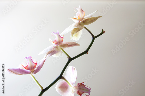 Romantic variegated branch of orchid on the light background