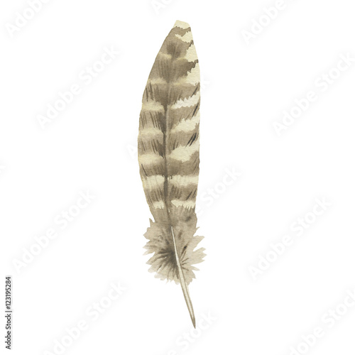 Watercolor bird feather from wing isolated. Aquarelle wild flower could be used for background, texture, wrapper pattern, frame or border.
