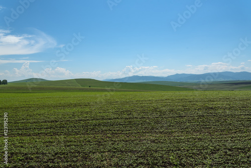 oat field mountains agriculture