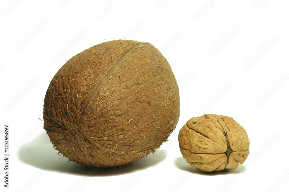 Large coconut 2
Large coconut 2