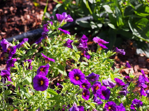 Fototapeta Naklejka Na Ścianę i Meble -  Million Bells - Calibrachoa