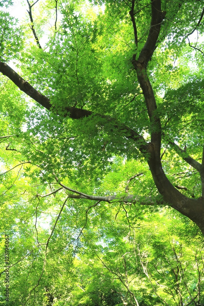 Fototapeta premium 緑のグラデーション