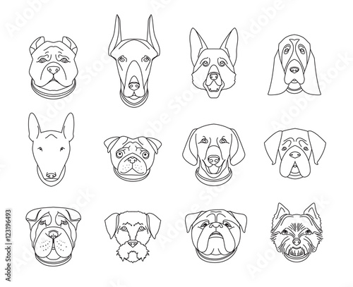 Popular breeds of dogs. 12 linear icons isolated on white
