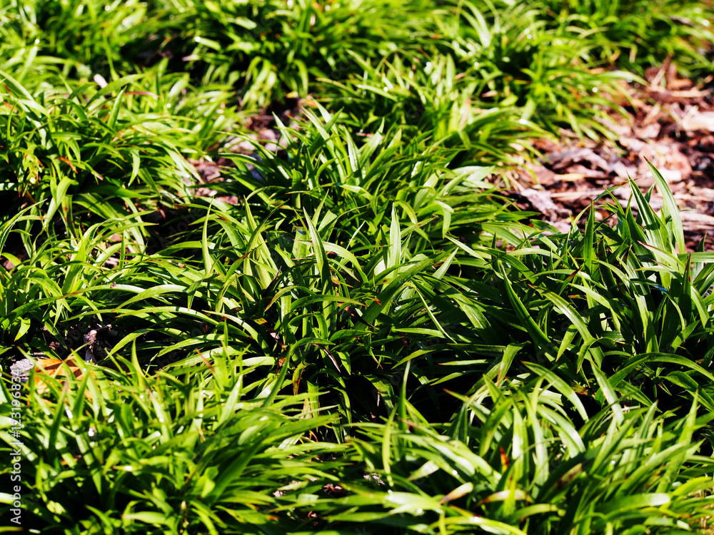 Luzula pilosa ‘Igel’ (syn. Juncus pilosus ) - hairy wood-rush Stock