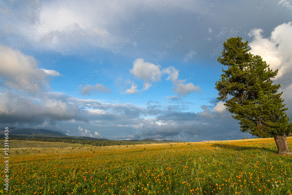 Obraz premium flowers meadow mountains sky