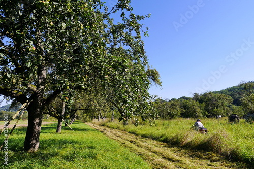 Mäharbeiten im Streuobstgebiet photo