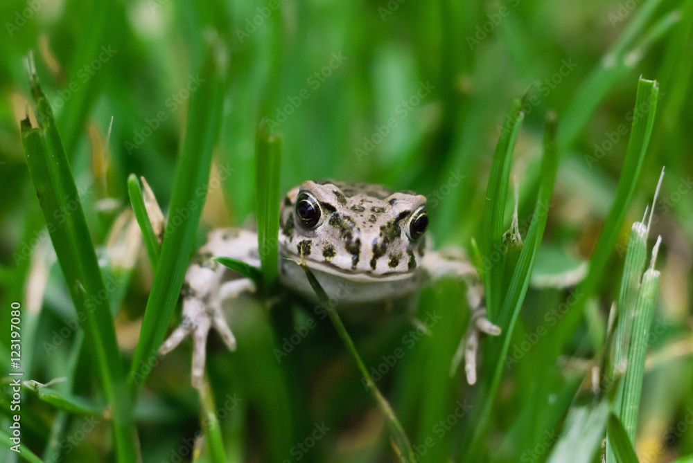 Common european water frog amphibian toad green grass background detail macro view Common european water frog amphibian toad green grass background detail macro view