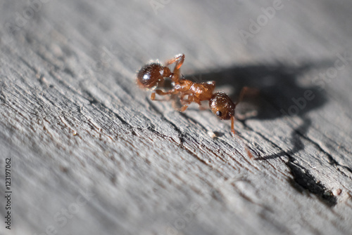 Macro image ant natural habitat, detailed view of body, head and eyes