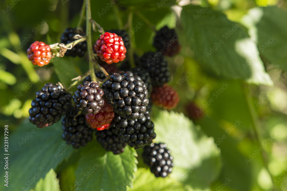Ripening blackberries. Ripening blackberries.