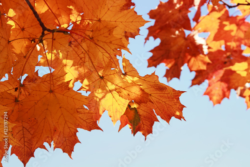 branch with bright red and yellow autumn maple leaves in Park on blue sky background