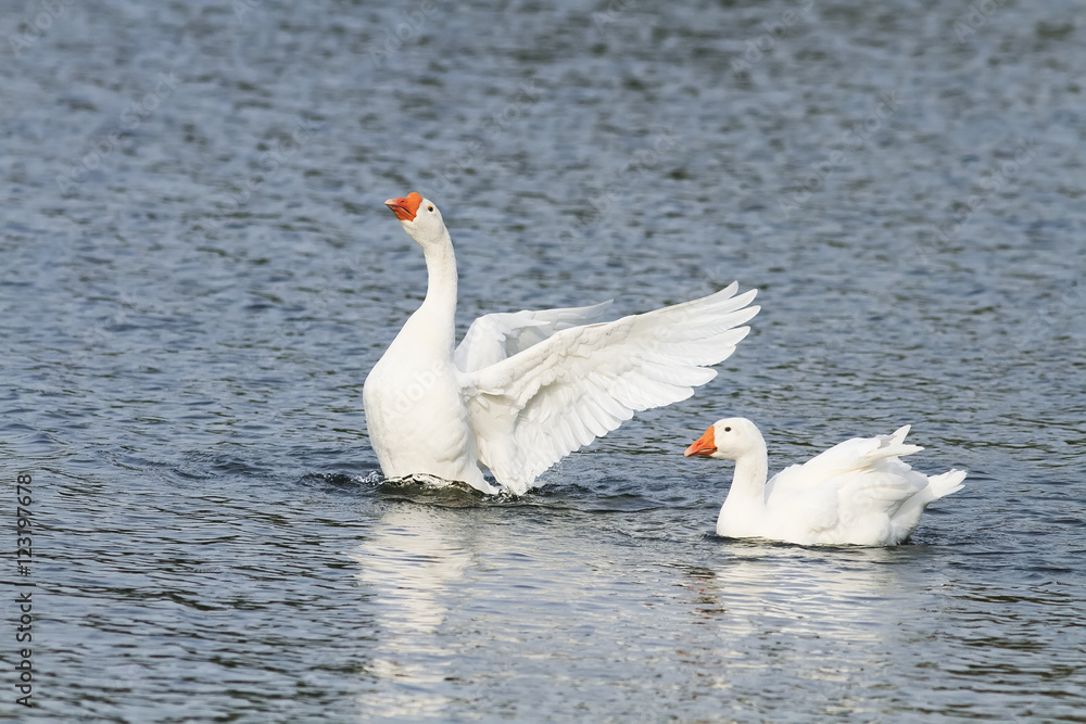 Fototapeta premium two white goose swimming on a lake with its wings outstretched