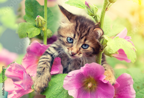 Portrait of cittle kitten in the garden with mallow flowers photo