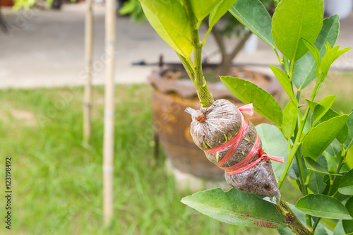 Plant Propagation Background photo