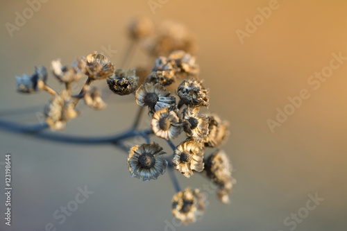 Dry flowers in the sun rays