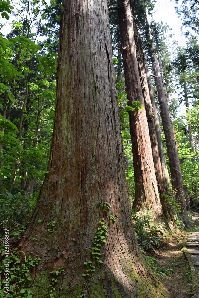 Naklejka premium 羽黒山の杉並木 ／ 山形県鶴岡市の羽黒山参道の杉並木は県指定史跡で、全国かおり風景百選、森林浴の森百選に選定されています。随神門から始まる表参道は、全長約1.7km、2446段の長い石段で、頂上に至るまで杉並木が続きます。杉並木の数は500本以上で、樹齢350～500年の杉並木です。この杉並木は国の特別天然記念物に指定され「ミシュラン・グリーンガイド・ジャポン」にて、三ツ星を獲得しました。 