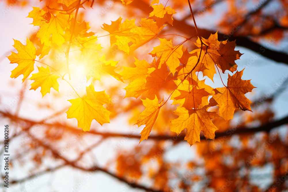 Autumn leaves on the sun Autumn leaves on the sun