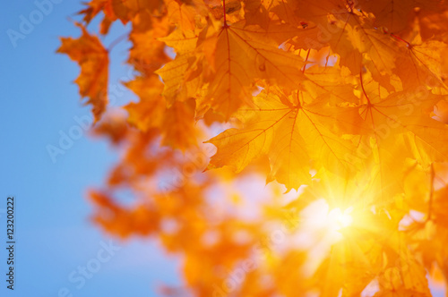  Autumn leaves on the sun