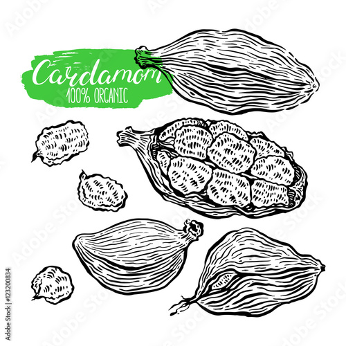 set of sketch cardamom