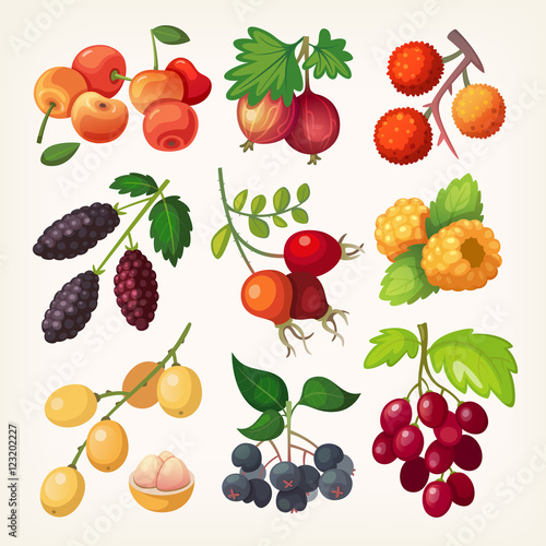 Juicy colorful berry set for label design. Illustration for cook