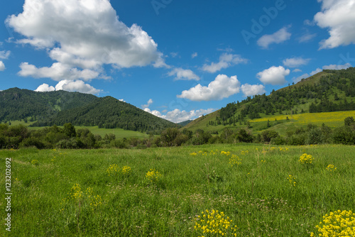 wild flowers meadow mountains