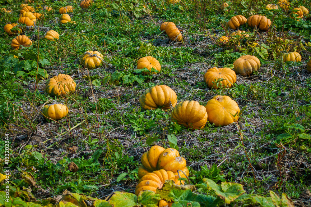 Ripe pumpkin in the field