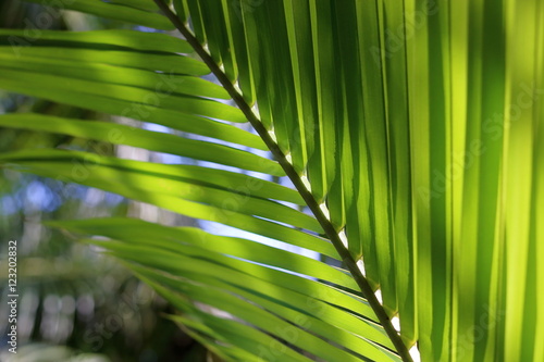 Green coconut leaves  shallow depth of field
