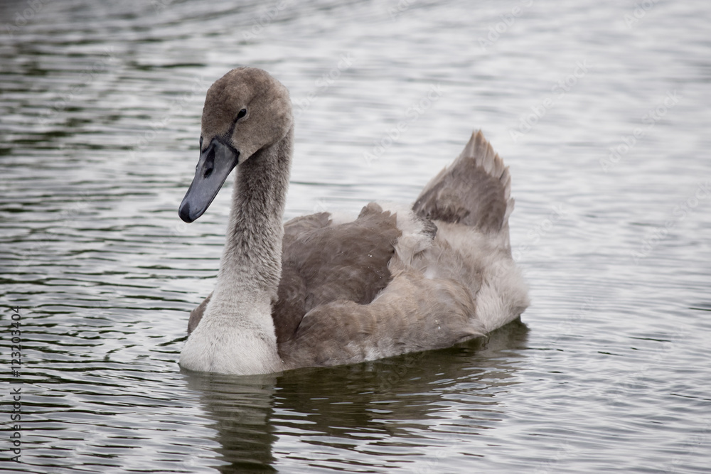 Young at the swans Young at the swans