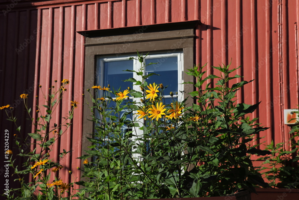 Flowers near the house,Sigtuna,Sweden Flowers near the house,Sigtuna,Sweden
