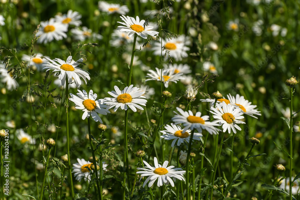 daisy flowers meadow daisy flowers meadow