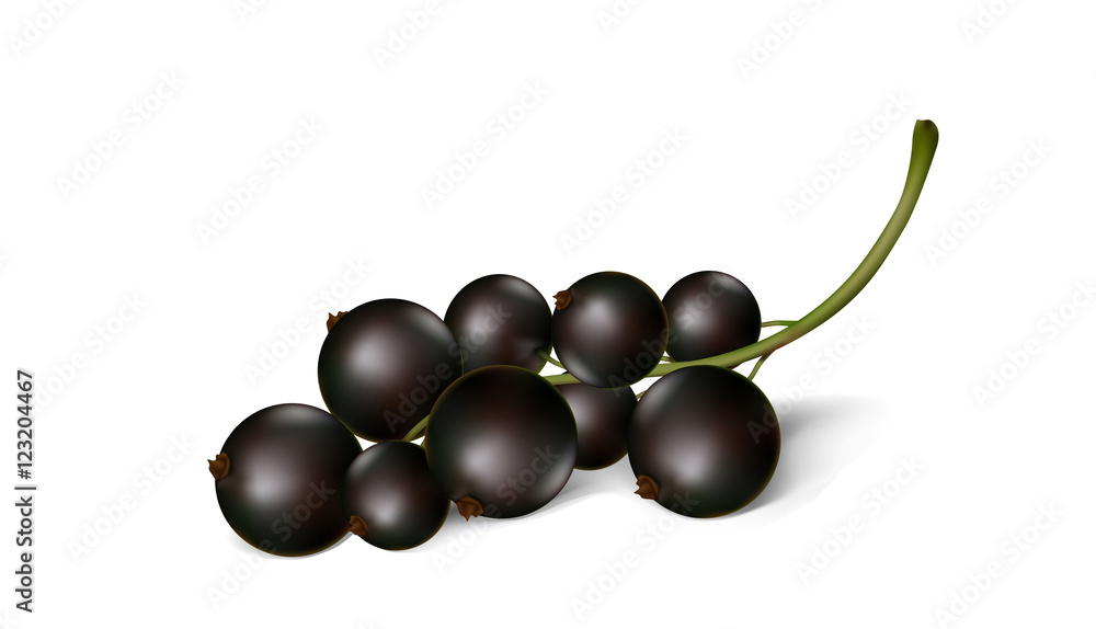 Berries of a black currant on a white background Berries of a black currant on a white background