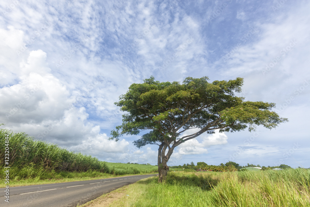 Acacia tree beside rural road, Guadeloupe