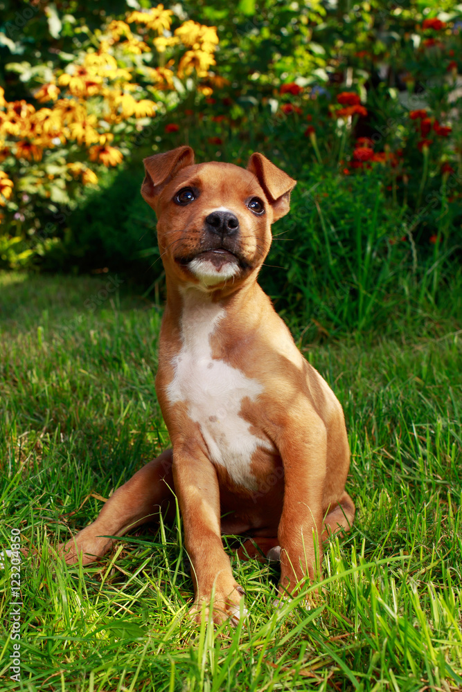 puppy breed American Staffordshire Terrier