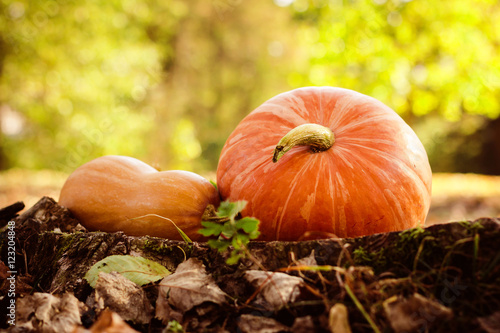autumn pumpkin. pumpkins on Halloween. Autumn harvest of pumpkins halloween