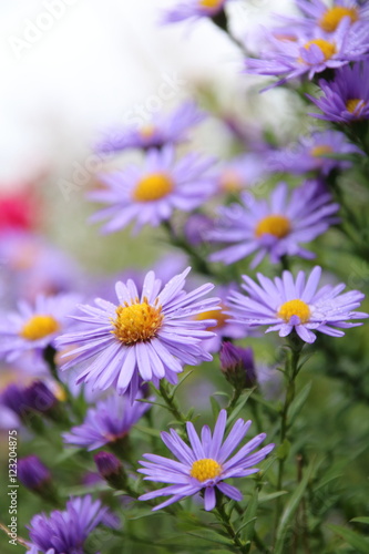 beautiful flower blue aster. © helga_sm