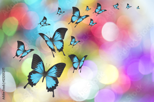 Beautiful butterfly on Christmas background