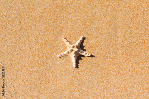 Starfish on sand. Sea background.