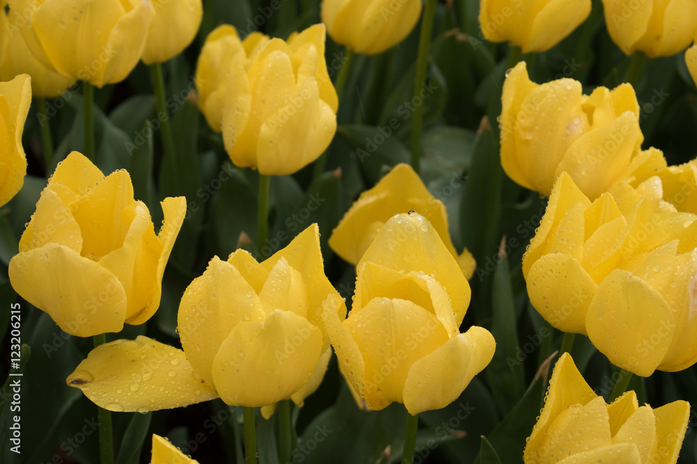 Obraz premium Flowers