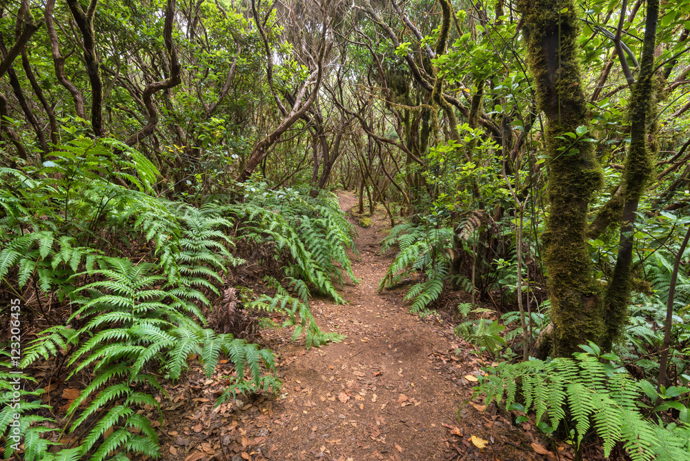 Obraz premium Forest landscape