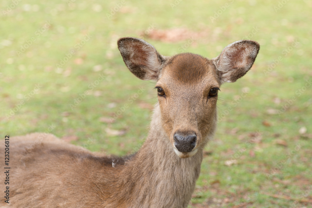 奈良公園の鹿