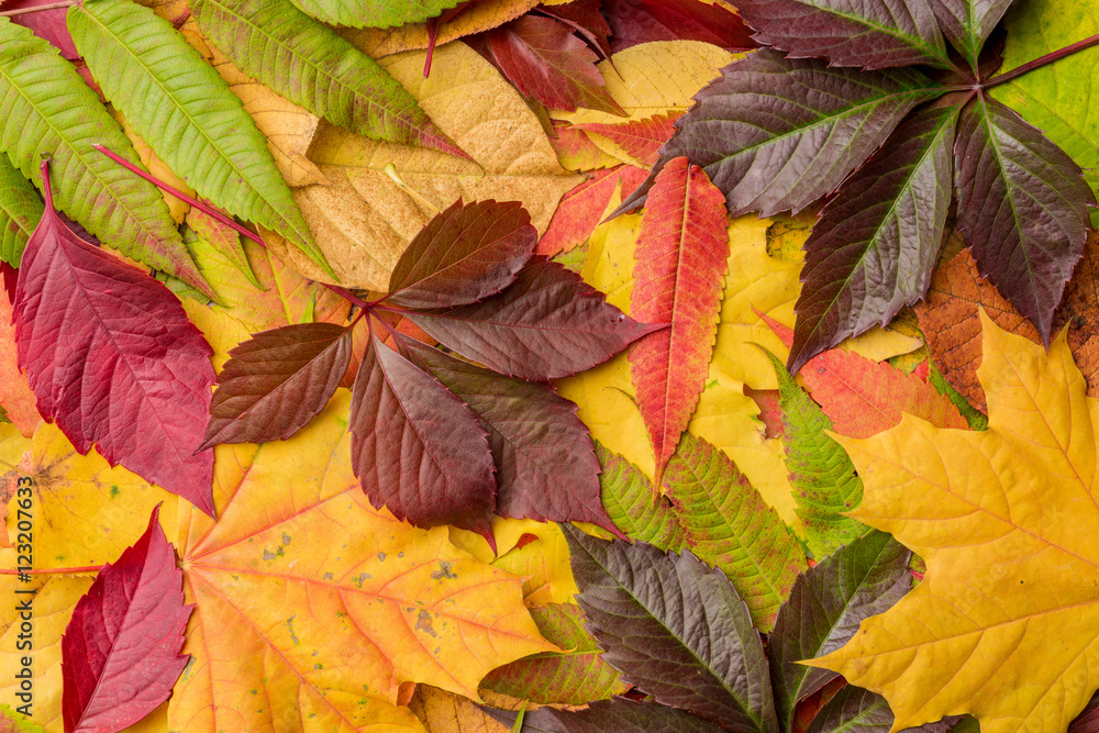Autumn leaves background Autumn leaves background