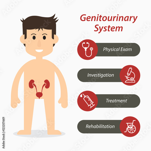 Genitourinary system and medical line icon ( flat design )