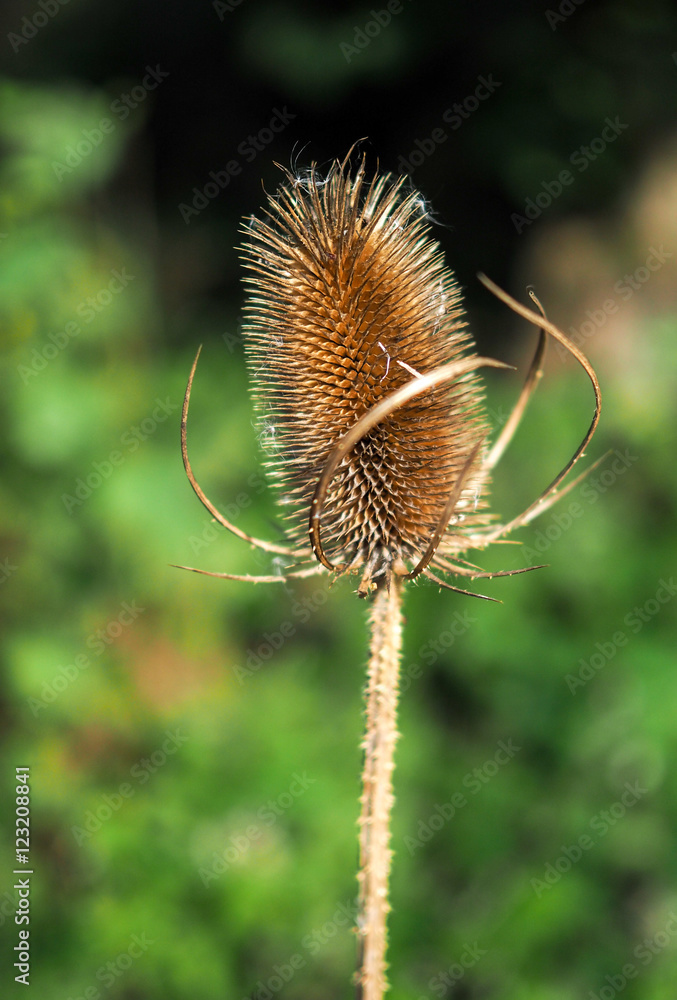 Teasel (Dipsacus) Sunlit with Autumn Sunshine Teasel (Dipsacus) Sunlit with Autumn Sunshine