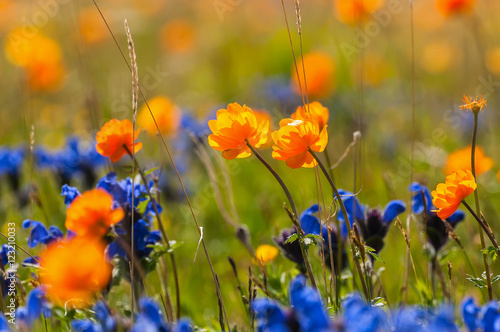 wild flowers meadow