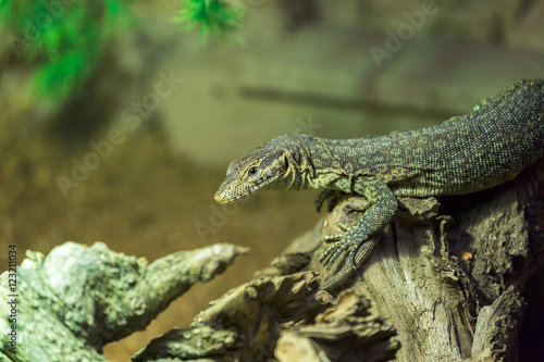 Blue spiny lizard