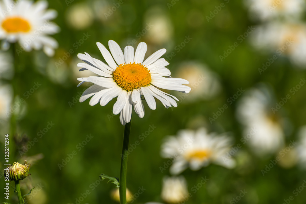 daisy flowers meadow closeup