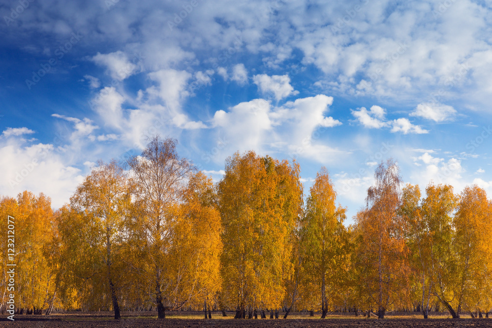 Golden autumn. Bright autumn landscape with blue sky and beautiful clouds. Birch forest in autumn.