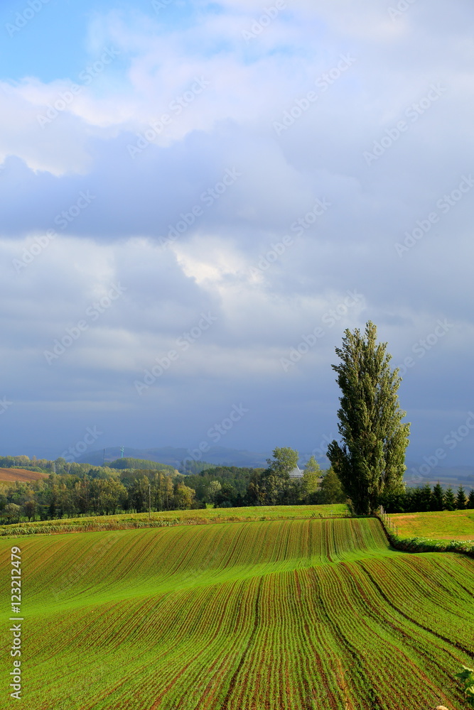 Obraz premium 北海道、美瑛、パッチワークの路