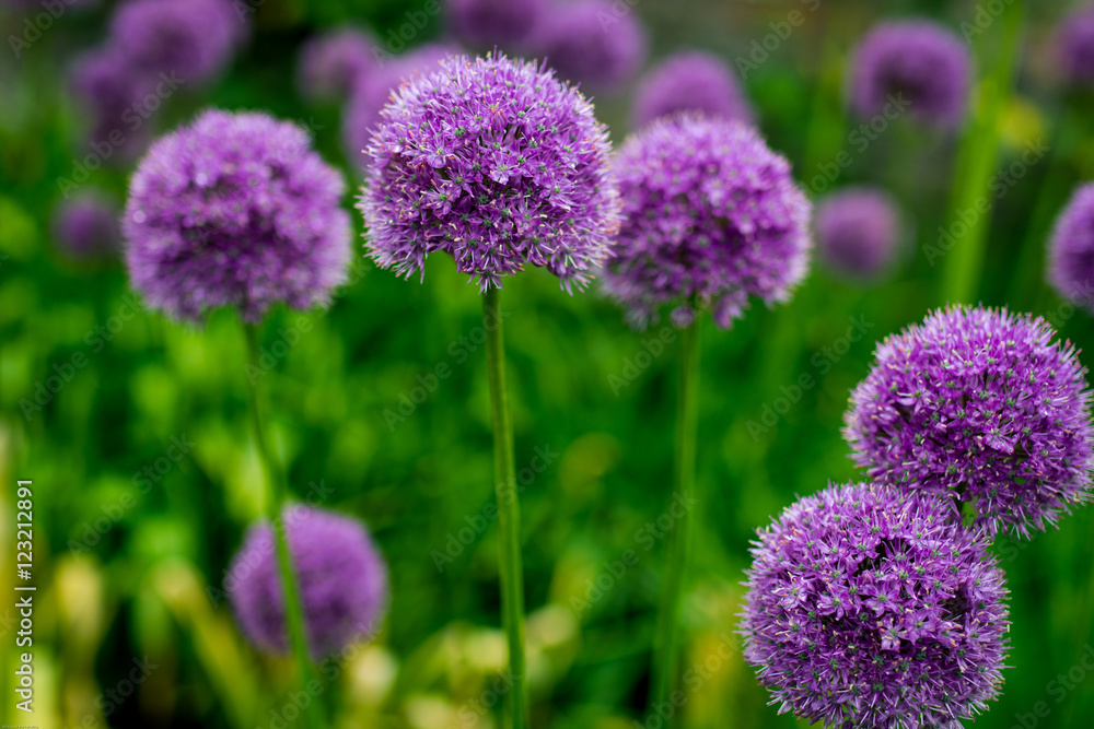 Alliums blooming in the garden Alliums blooming in the garden