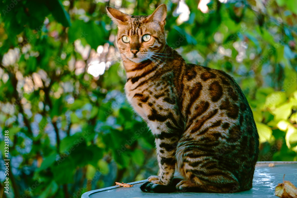 Leoparden Katze Bilder – Durchsuchen 8 Archivfotos